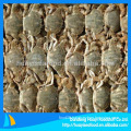 sale promotion frozen mud crab